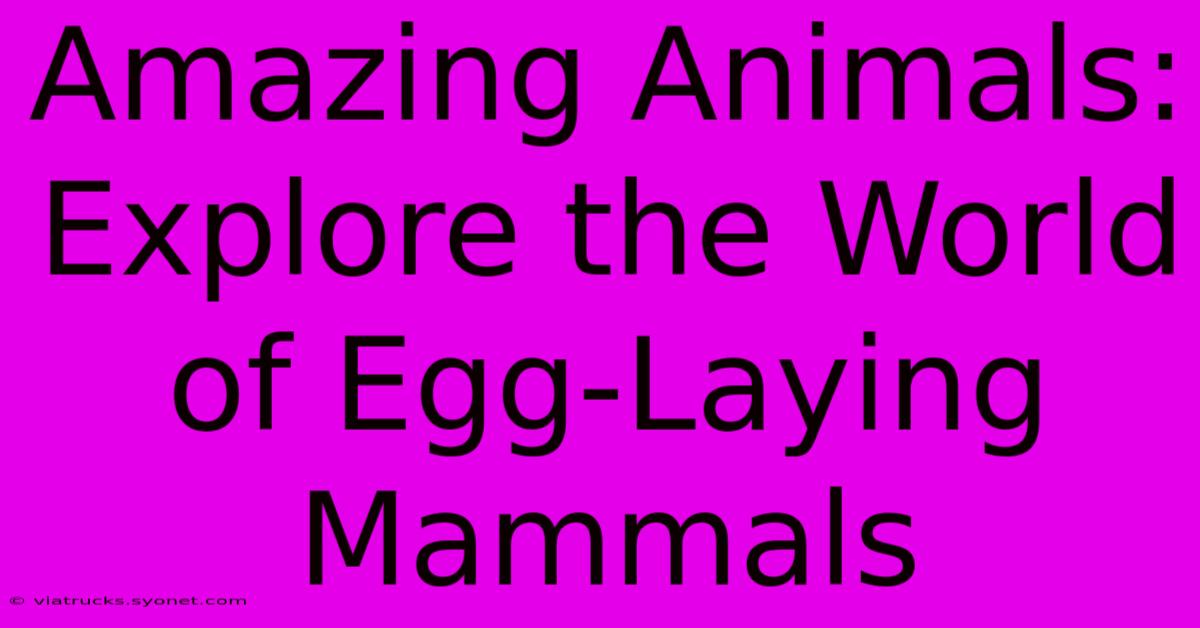 Amazing Animals:  Explore The World Of Egg-Laying Mammals