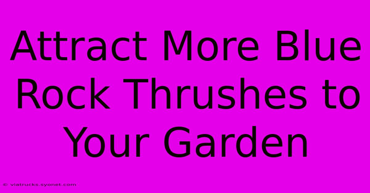 Attract More Blue Rock Thrushes To Your Garden