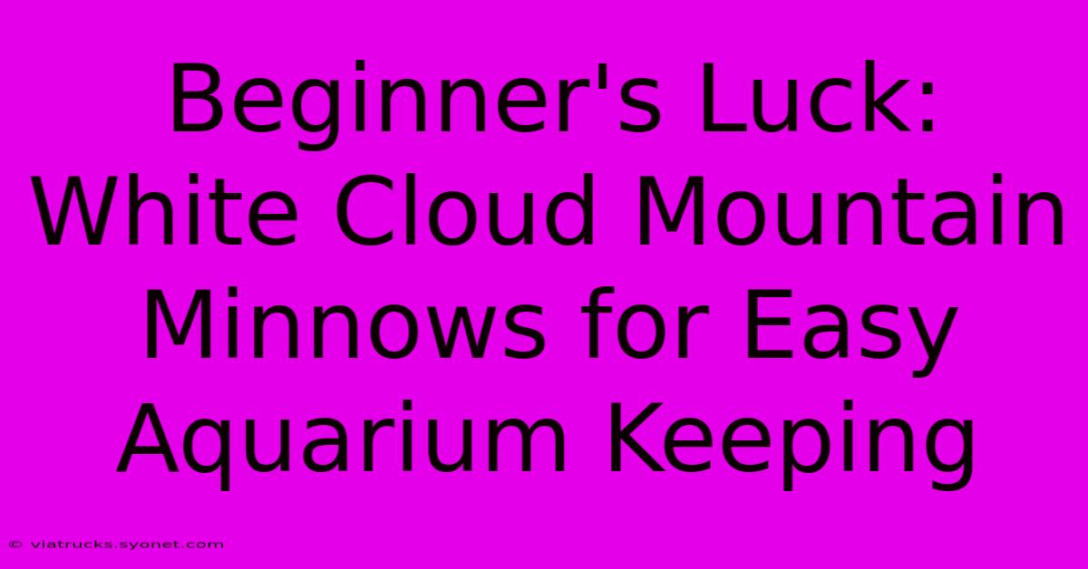 Beginner's Luck: White Cloud Mountain Minnows For Easy Aquarium Keeping