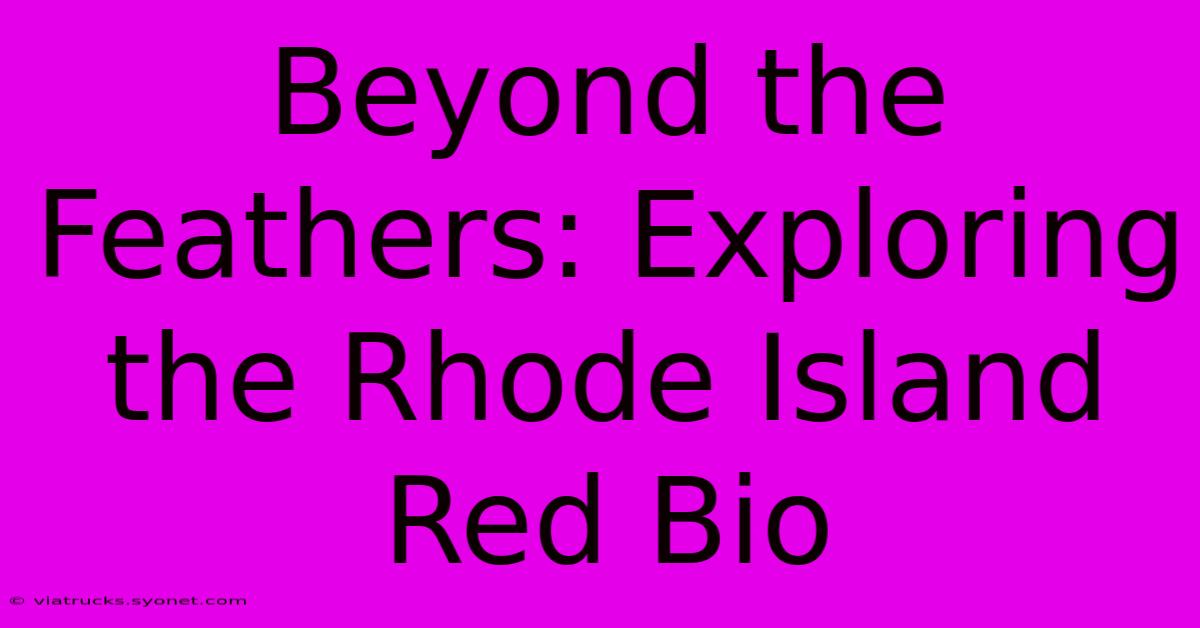 Beyond The Feathers: Exploring The Rhode Island Red Bio