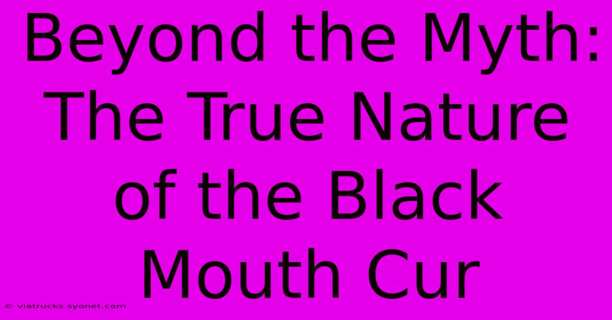 Beyond The Myth: The True Nature Of The Black Mouth Cur