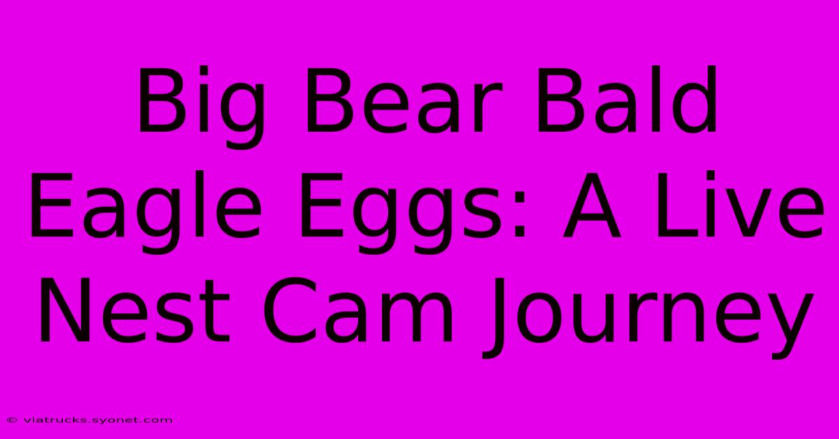 Big Bear Bald Eagle Eggs: A Live Nest Cam Journey