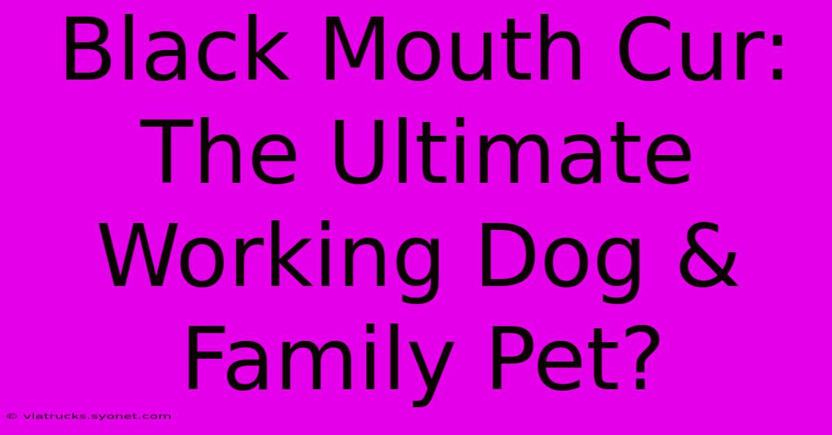 Black Mouth Cur: The Ultimate Working Dog & Family Pet?