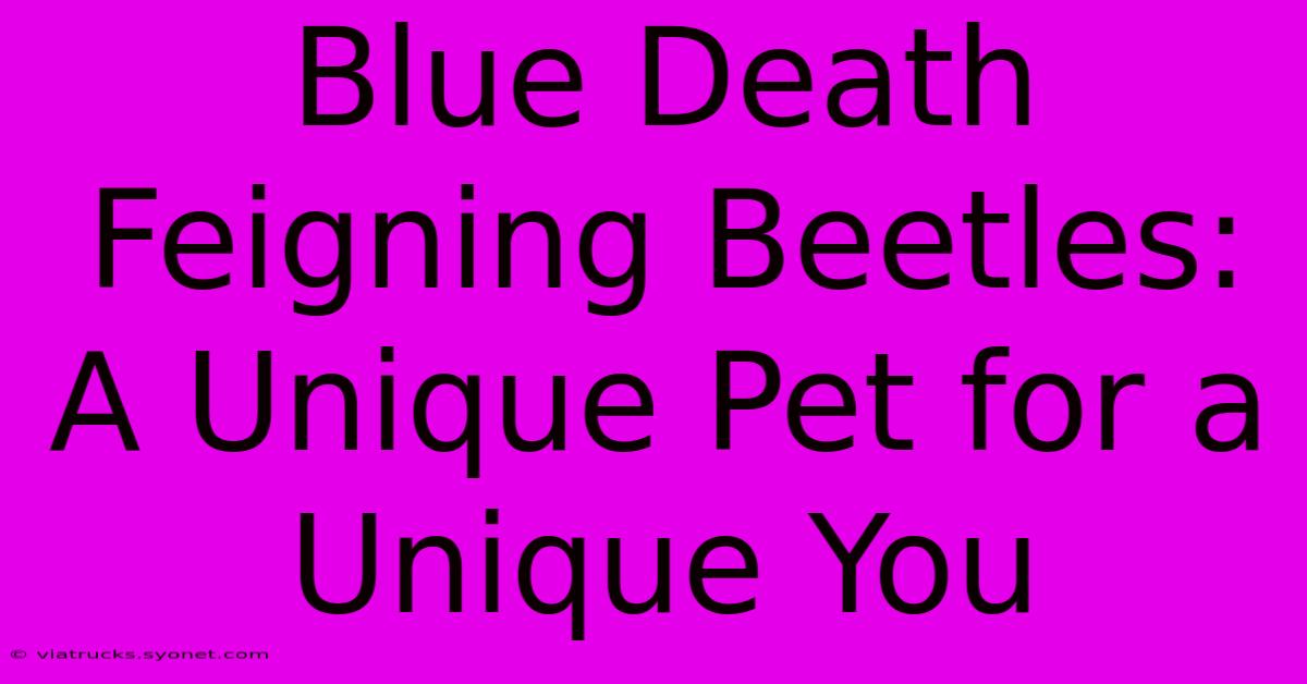 Blue Death Feigning Beetles:  A Unique Pet For A Unique You