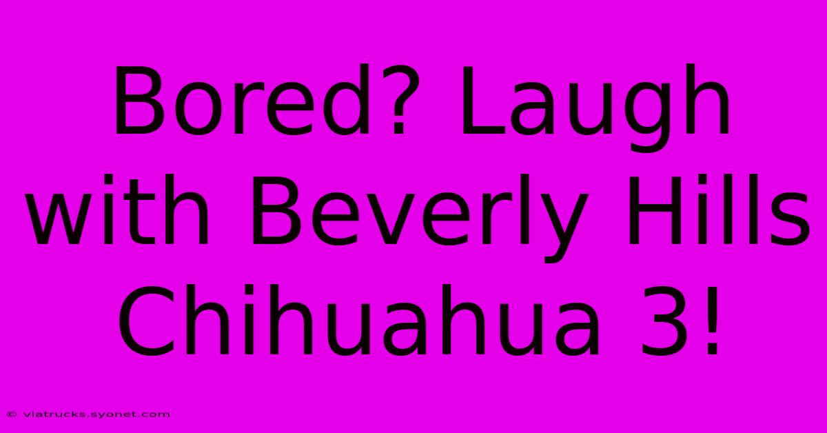 Bored? Laugh With Beverly Hills Chihuahua 3!