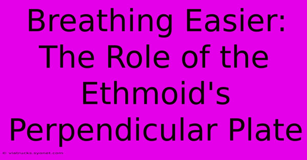 Breathing Easier: The Role Of The Ethmoid's Perpendicular Plate