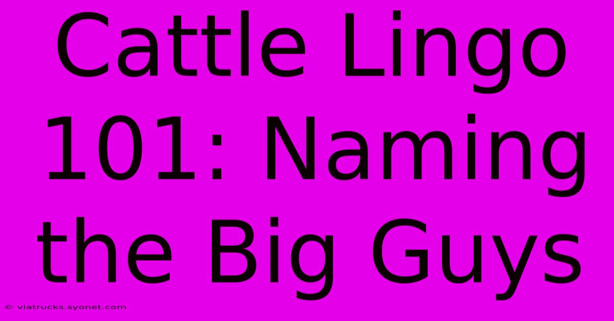 Cattle Lingo 101: Naming The Big Guys