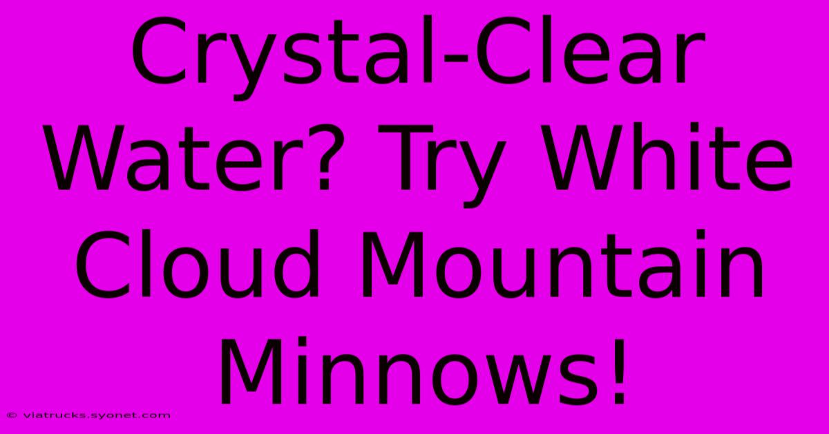 Crystal-Clear Water? Try White Cloud Mountain Minnows!