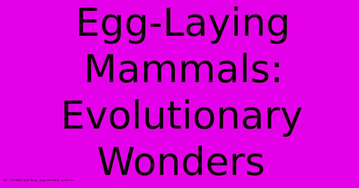 Egg-Laying Mammals: Evolutionary Wonders