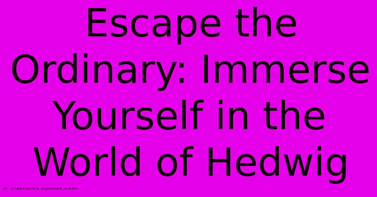 Escape The Ordinary: Immerse Yourself In The World Of Hedwig