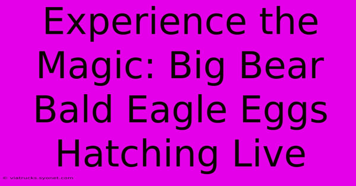 Experience The Magic: Big Bear Bald Eagle Eggs Hatching Live