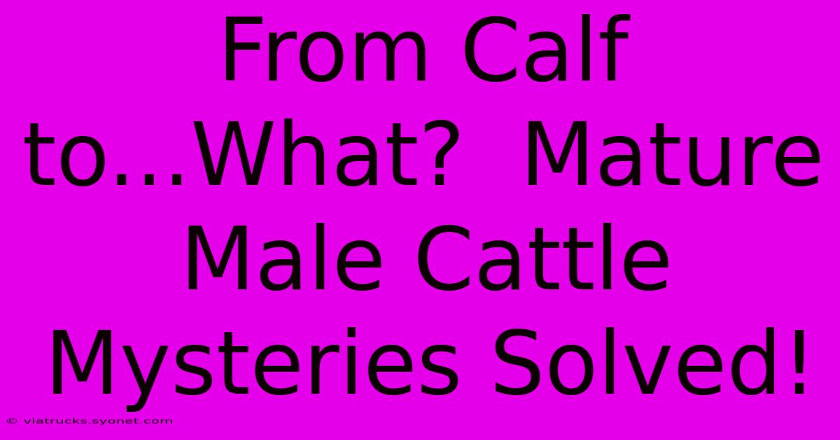 From Calf To...What?  Mature Male Cattle Mysteries Solved!