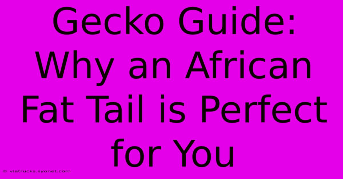 Gecko Guide:  Why An African Fat Tail Is Perfect For You