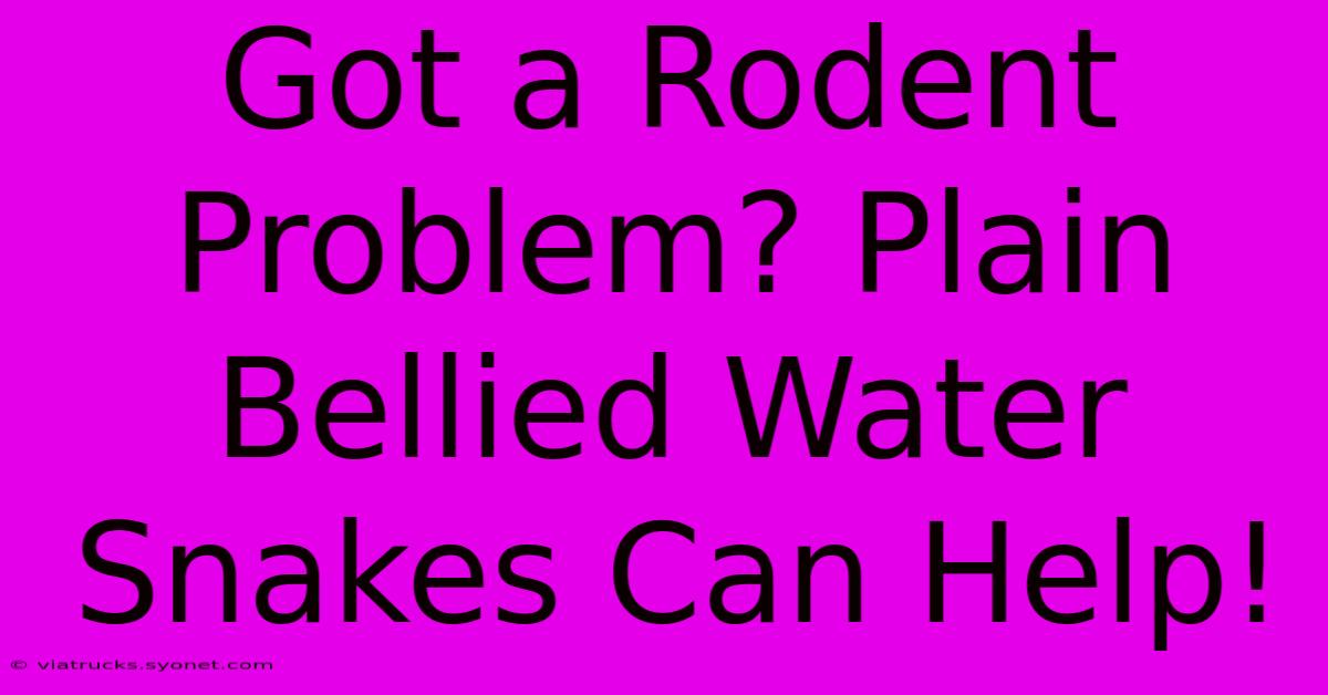 Got A Rodent Problem? Plain Bellied Water Snakes Can Help!