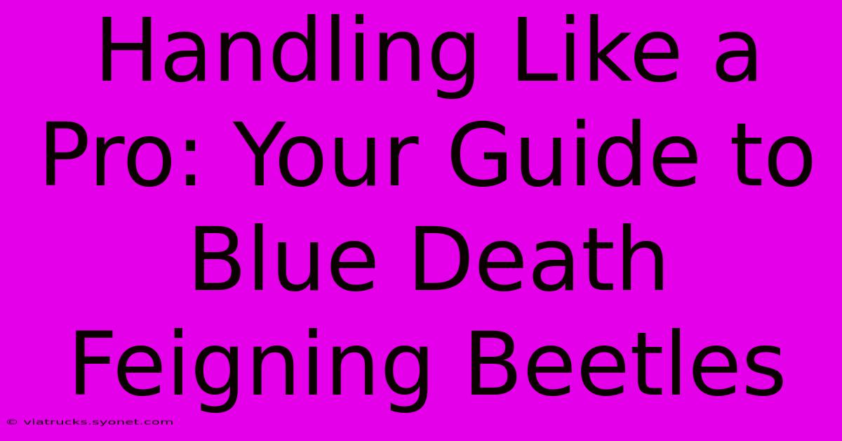 Handling Like A Pro: Your Guide To Blue Death Feigning Beetles