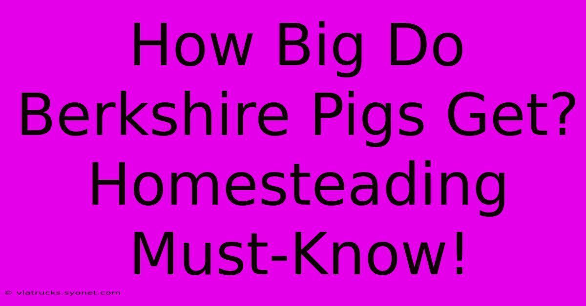 How Big Do Berkshire Pigs Get? Homesteading Must-Know!