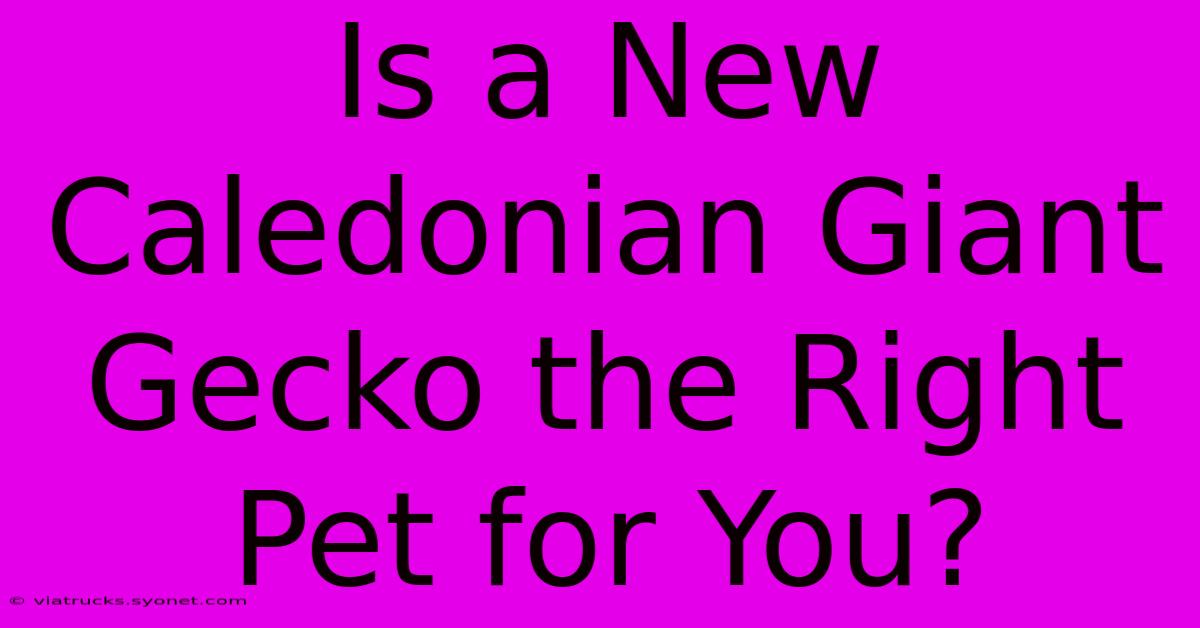 Is A New Caledonian Giant Gecko The Right Pet For You?