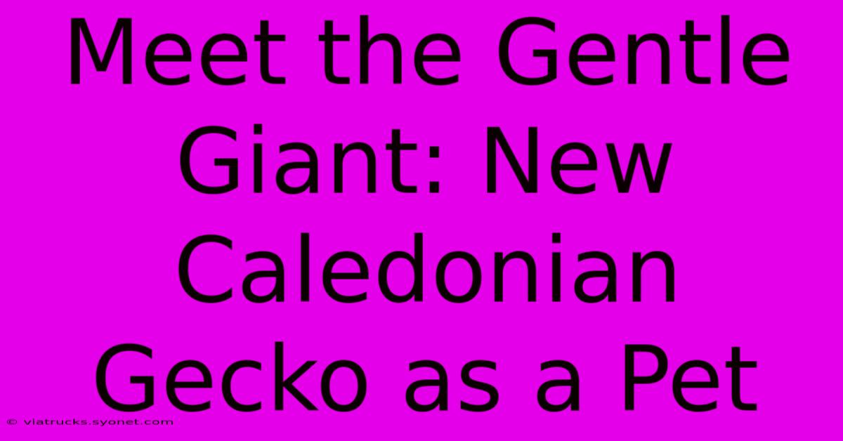 Meet The Gentle Giant: New Caledonian Gecko As A Pet