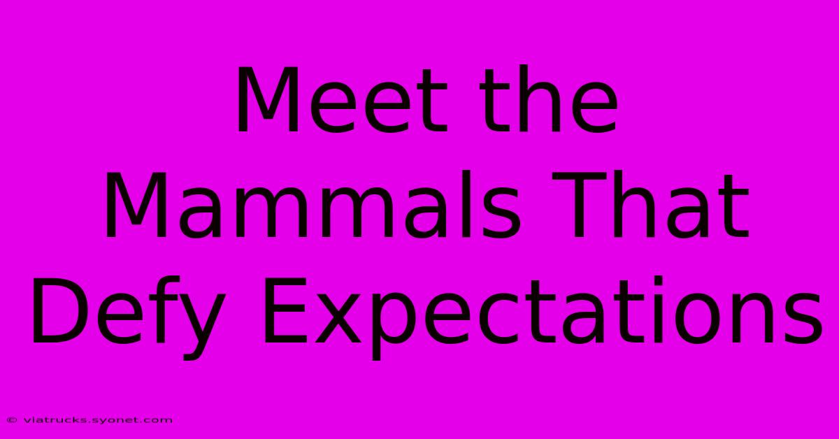 Meet The Mammals That Defy Expectations