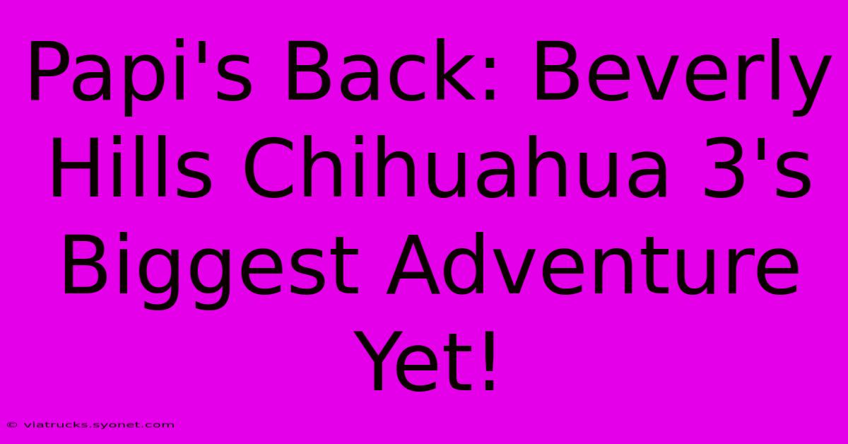 Papi's Back: Beverly Hills Chihuahua 3's Biggest Adventure Yet!