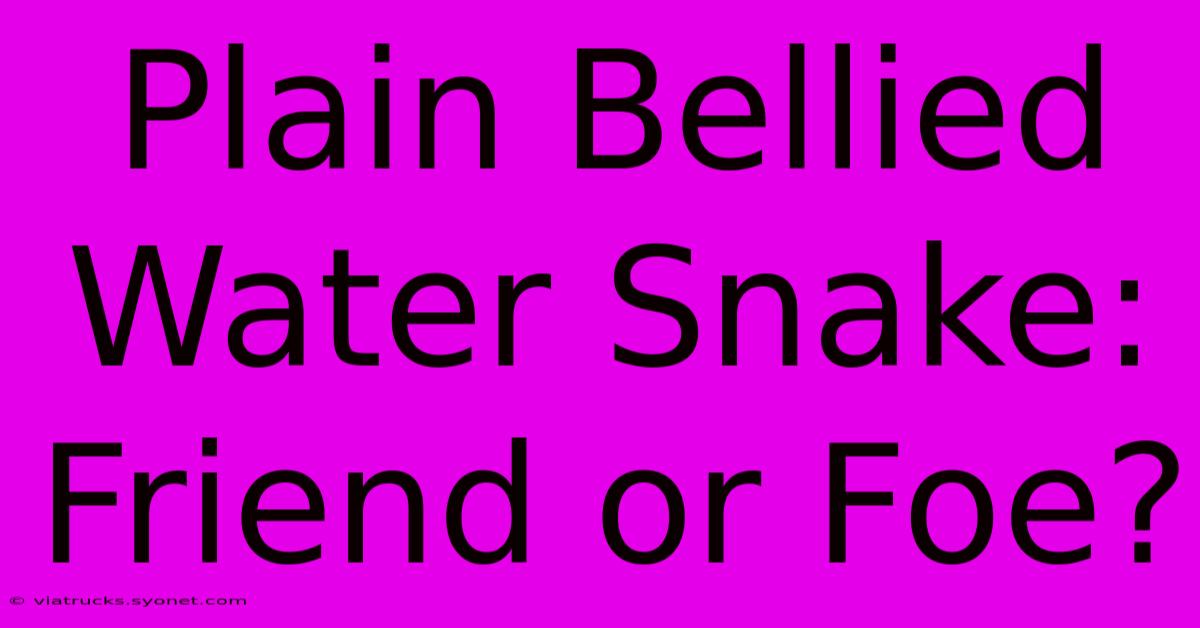 Plain Bellied Water Snake: Friend Or Foe?