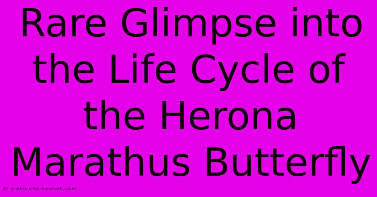 Rare Glimpse Into The Life Cycle Of The Herona Marathus Butterfly