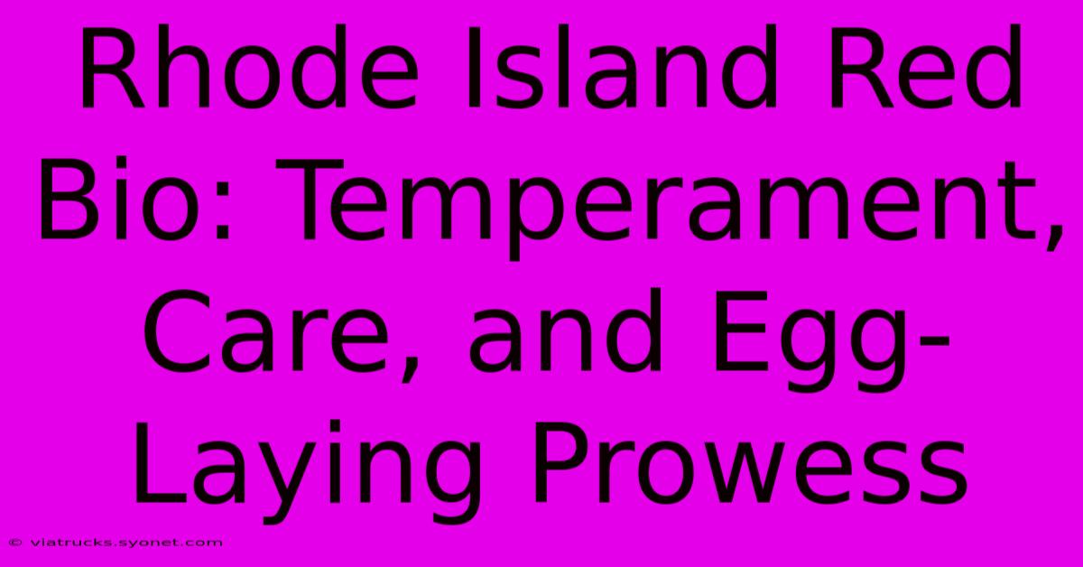 Rhode Island Red Bio: Temperament, Care, And Egg-Laying Prowess