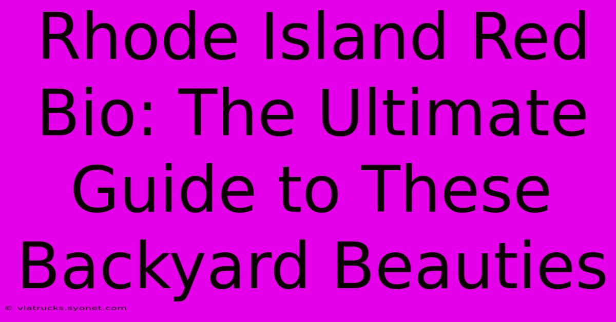 Rhode Island Red Bio: The Ultimate Guide To These Backyard Beauties