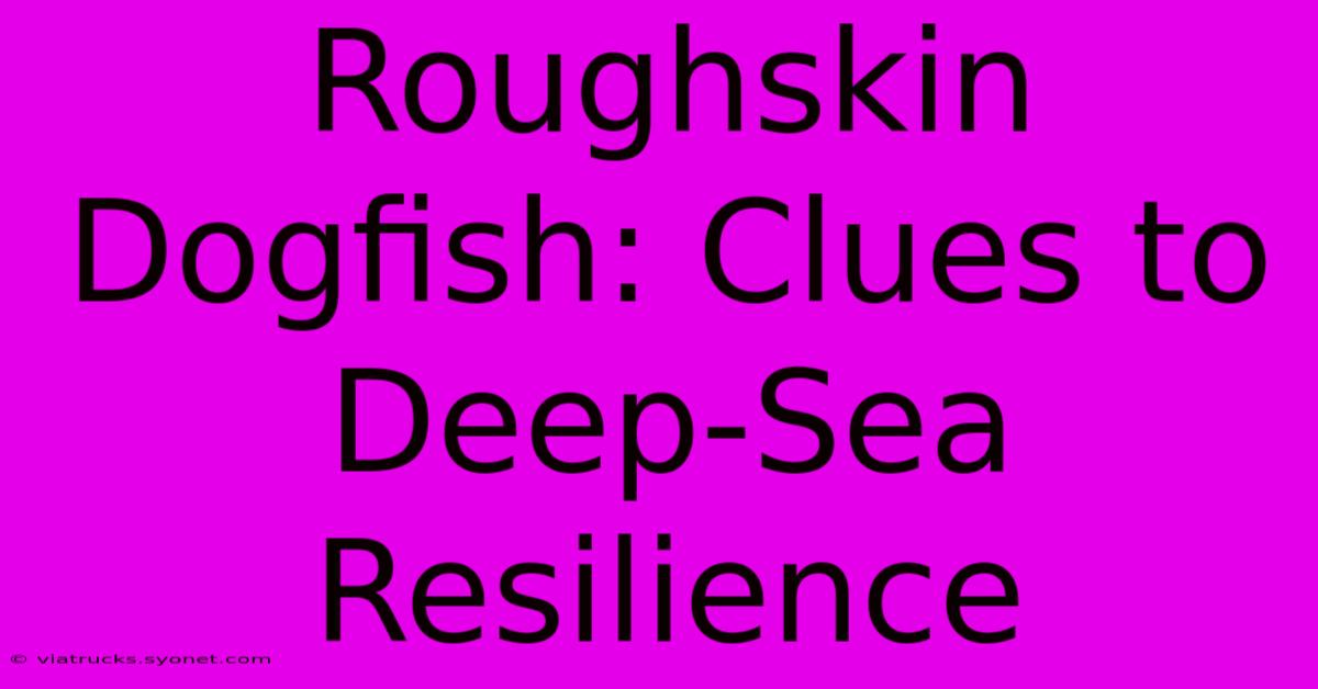 Roughskin Dogfish: Clues To Deep-Sea Resilience