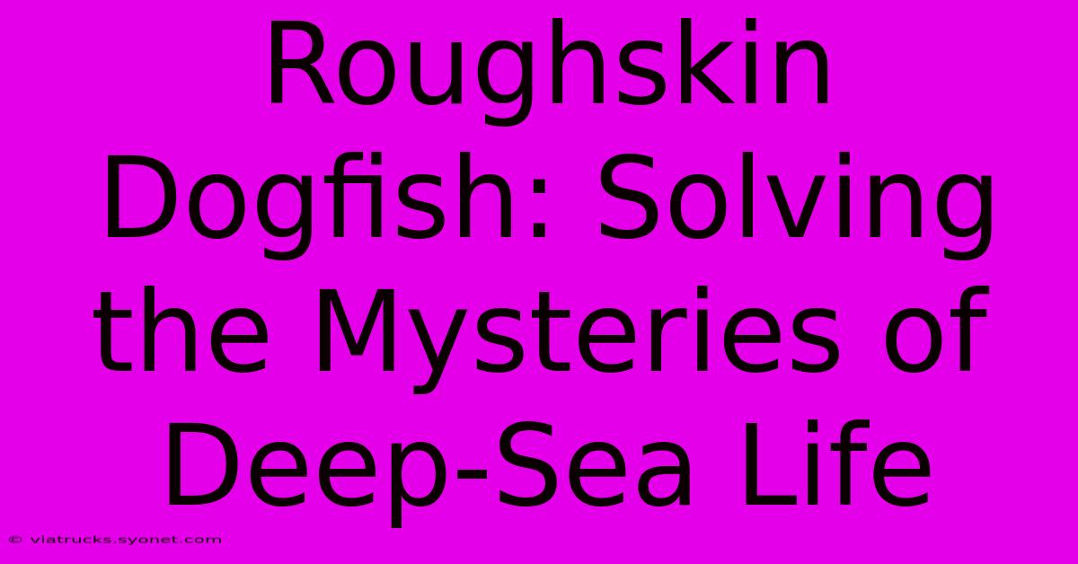 Roughskin Dogfish: Solving The Mysteries Of Deep-Sea Life