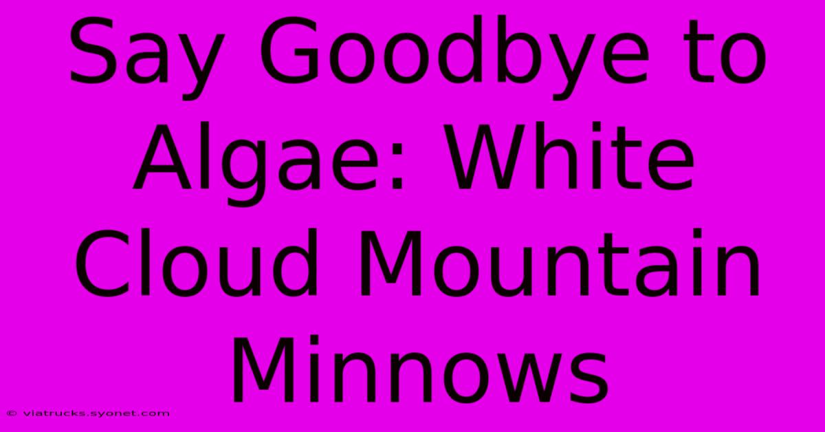 Say Goodbye To Algae: White Cloud Mountain Minnows