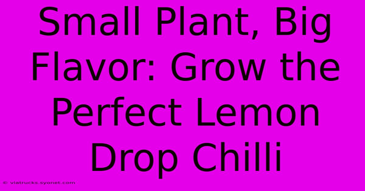 Small Plant, Big Flavor: Grow The Perfect Lemon Drop Chilli