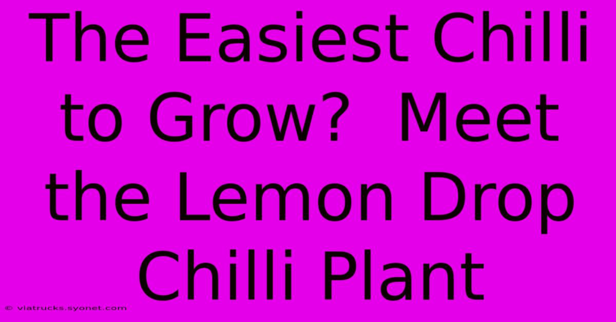 The Easiest Chilli To Grow?  Meet The Lemon Drop Chilli Plant