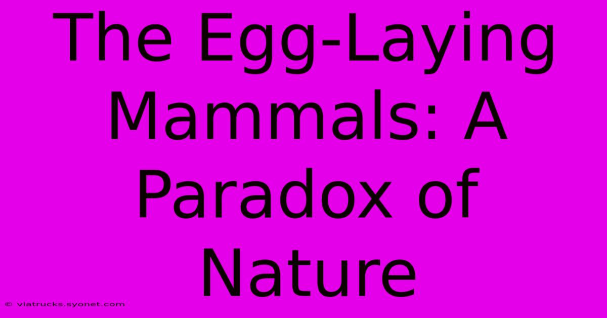 The Egg-Laying Mammals: A Paradox Of Nature