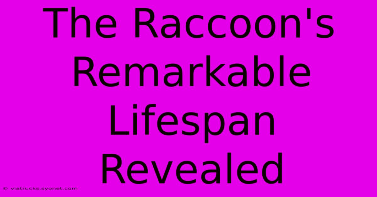 The Raccoon's Remarkable Lifespan Revealed