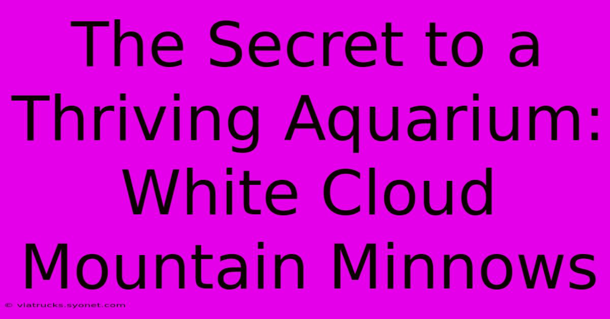 The Secret To A Thriving Aquarium: White Cloud Mountain Minnows