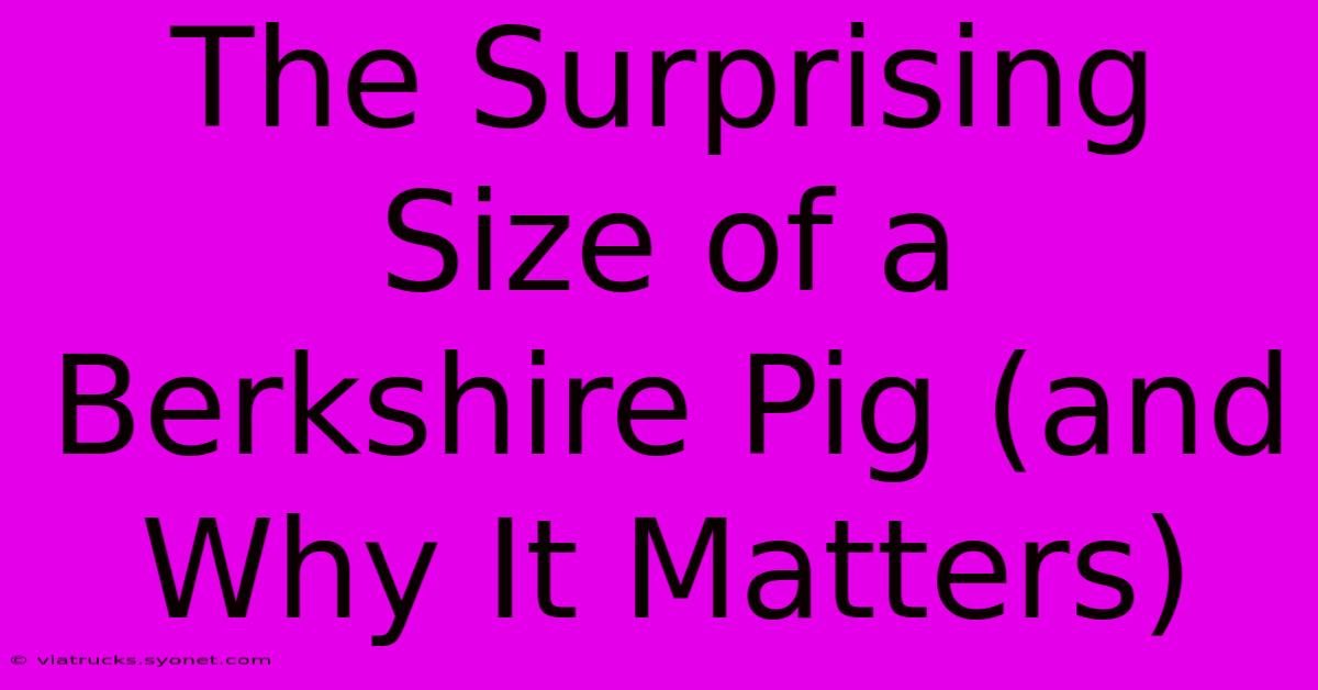 The Surprising Size Of A Berkshire Pig (and Why It Matters)