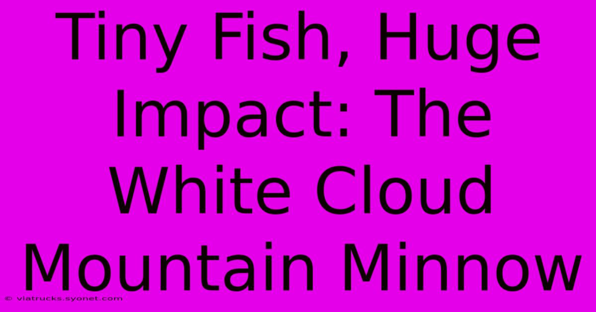 Tiny Fish, Huge Impact: The White Cloud Mountain Minnow