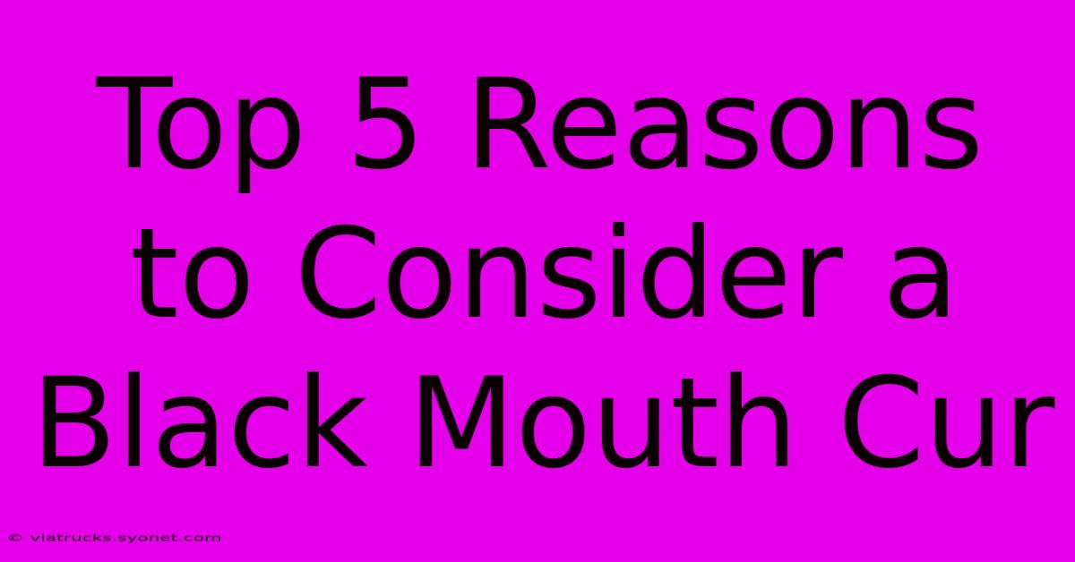 Top 5 Reasons To Consider A Black Mouth Cur