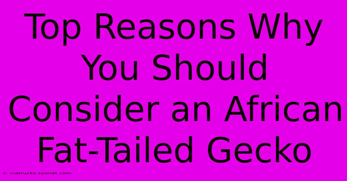 Top Reasons Why You Should Consider An African Fat-Tailed Gecko