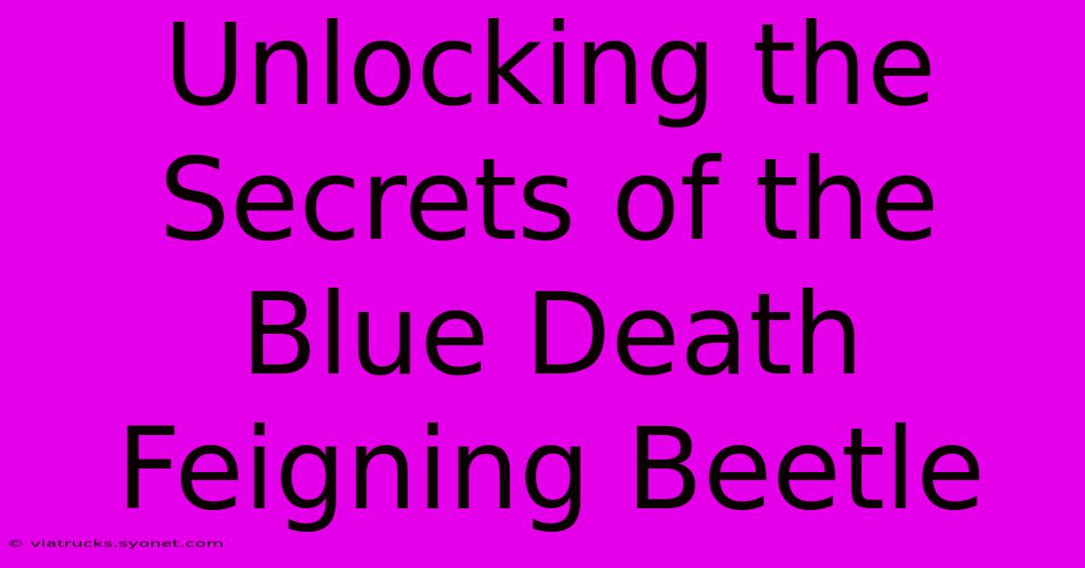 Unlocking The Secrets Of The Blue Death Feigning Beetle