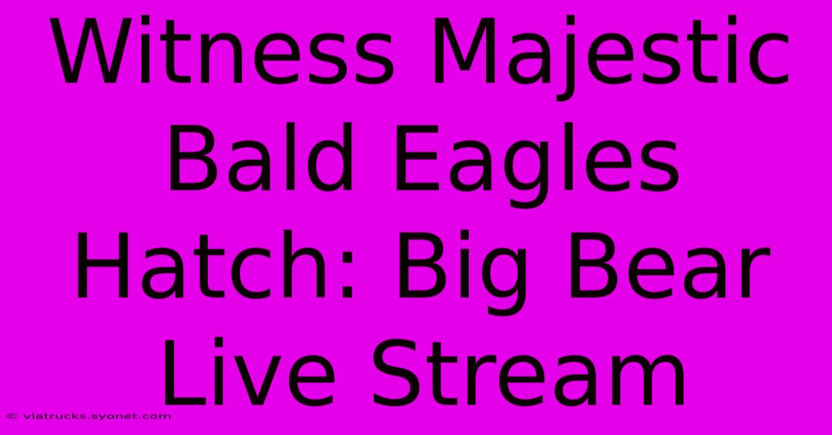 Witness Majestic Bald Eagles Hatch: Big Bear Live Stream