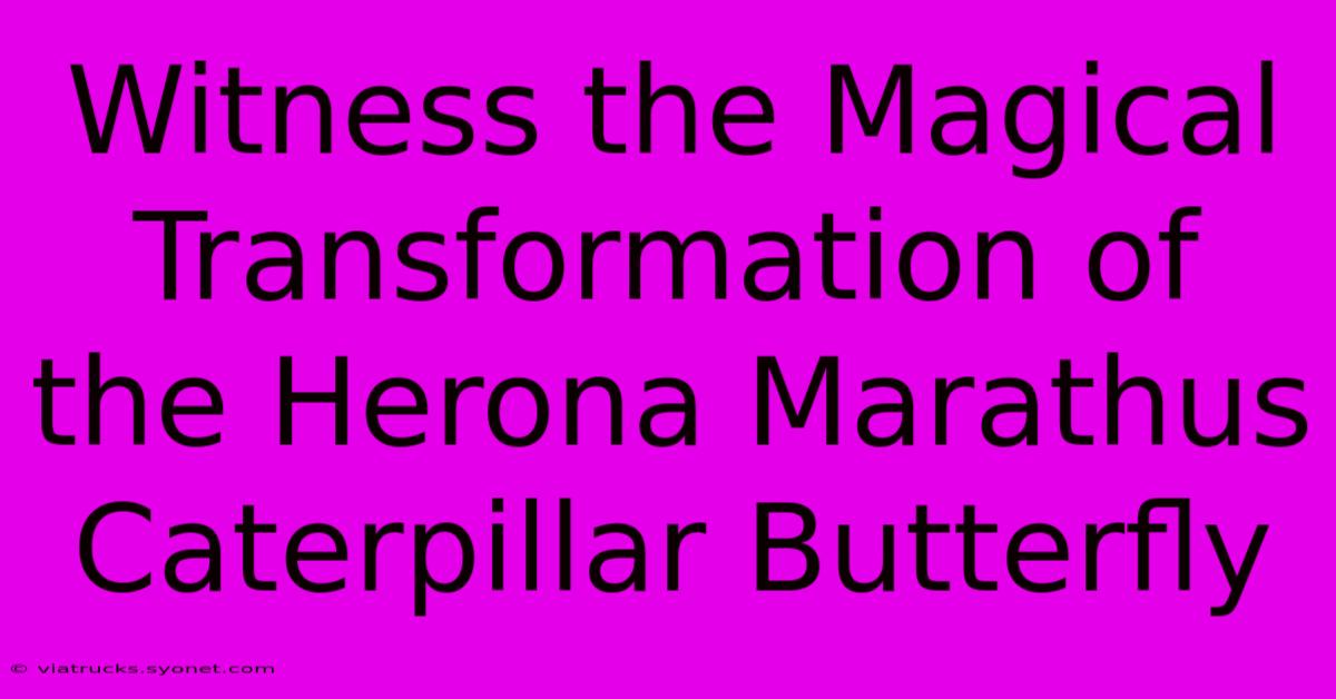 Witness The Magical Transformation Of The Herona Marathus Caterpillar Butterfly