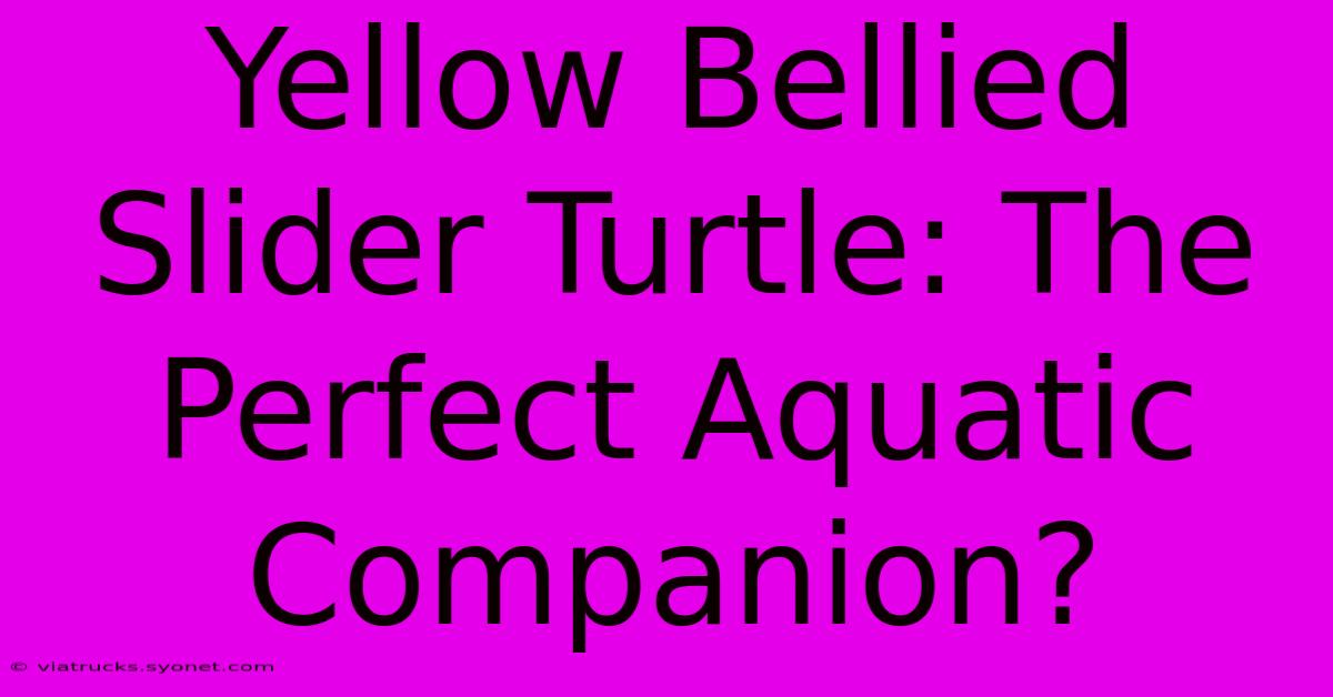 Yellow Bellied Slider Turtle: The Perfect Aquatic Companion?