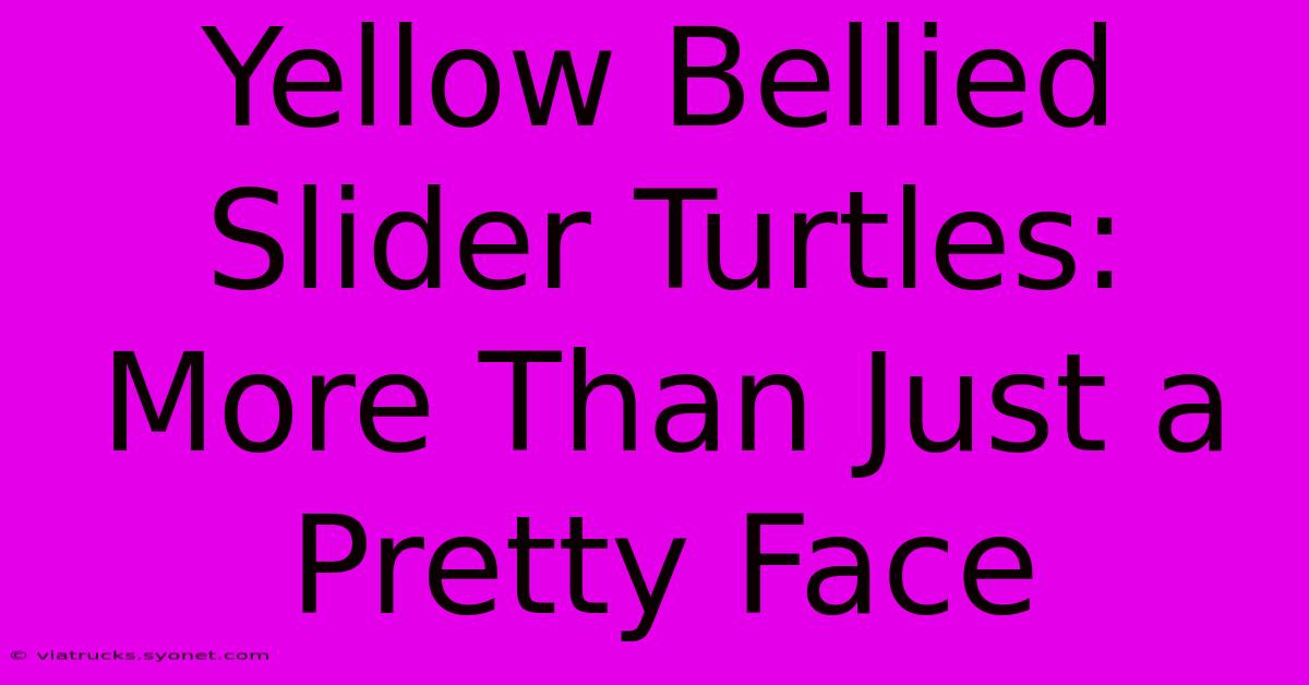 Yellow Bellied Slider Turtles:  More Than Just A Pretty Face